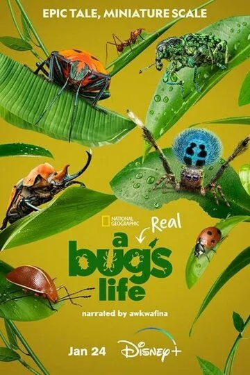 Настоящая жизнь жука / A Real Bug's Life (2024)