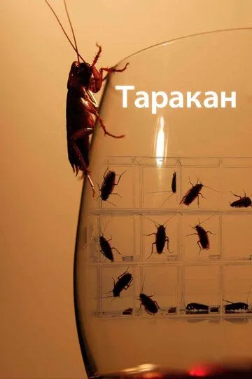 Таракан / Cockroach (2010)