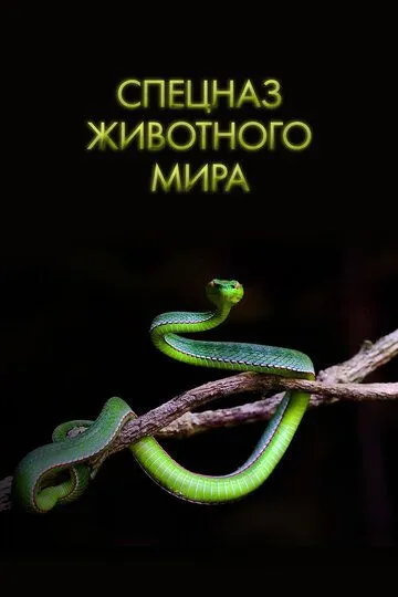 Спецназ животного мира / Animal Special Forces (2018)