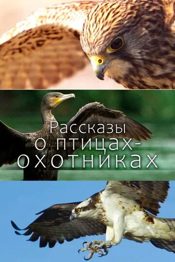 Рассказы о птицах-охотниках / Tales of the Avian Hunters (2011)